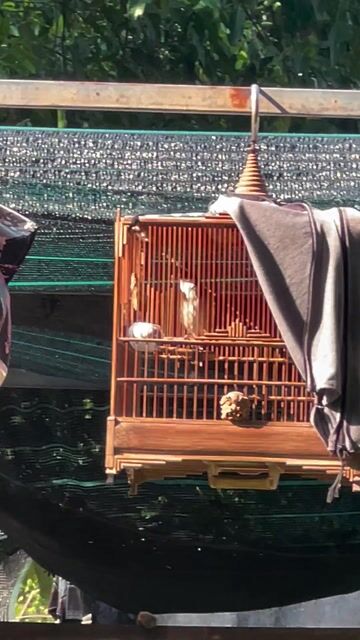 mồng lân hầu ếch lật & trum tre cụ. Mua bán Chim tại Quận Bình Thạnh Tp Hồ Chí Minh được đăng bởi phong lê hình 1