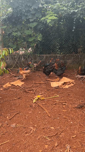 Gà trống giống nhỏ màu Đen đỏ. Mua bán Gà tại Huyện Krông Pắc Đắk Lắk được đăng bởi gia phúc hình 1
