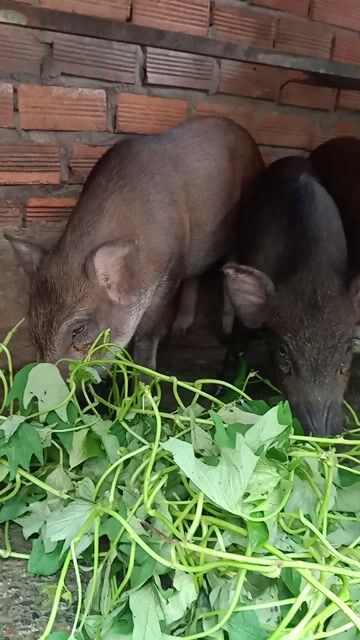 bán heo con. heo thit 15. 20ky. Mua bán Thú cưng khác tại Thành phố Thuận An Bình Dương được đăng bởi Thanh hình 1