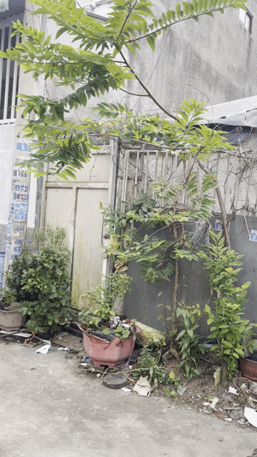 Mua bán Đất Thành phố Thuận An Bình Dương diện tích 60 m² giá 2,75 tỷ