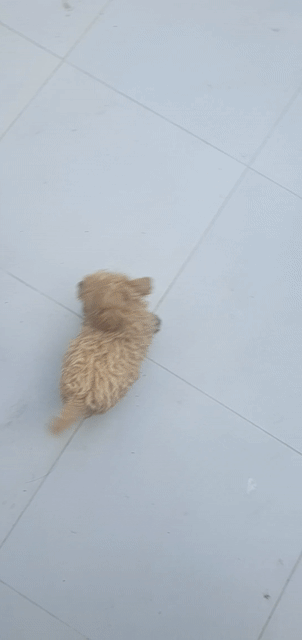 Chó Poodle cái. Mua bán Chó tại Thành phố Tân An Long An được đăng bởi Tuấn Anh LA hình 1