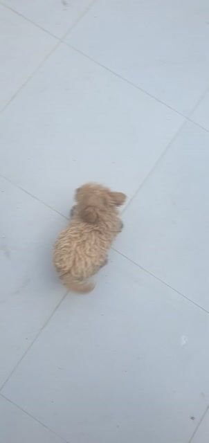 Chó Poodle cái. Mua bán Chó tại Thành phố Tân An Long An được đăng bởi Tuấn Anh LA hình 1