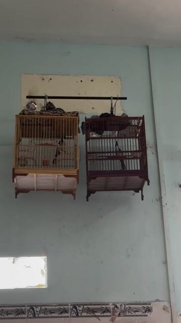 Chim chào mào màu Đen, trắng, đỏ. Mua bán Chim tại Quận Bình Tân Tp Hồ Chí Minh được đăng bởi Quốc Vinh hình 1