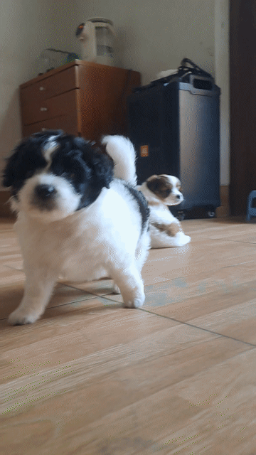 Chó Poodle 2 tháng Trắng đen. Mua bán Chó tại Huyện Đan Phượng Hà Nội được đăng bởi kien phan hình 1