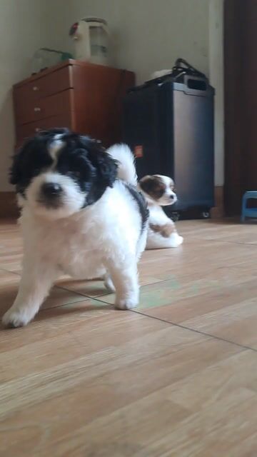 Chó Poodle 2 tháng Trắng đen. Mua bán Chó tại Huyện Đan Phượng Hà Nội được đăng bởi kien phan hình 1