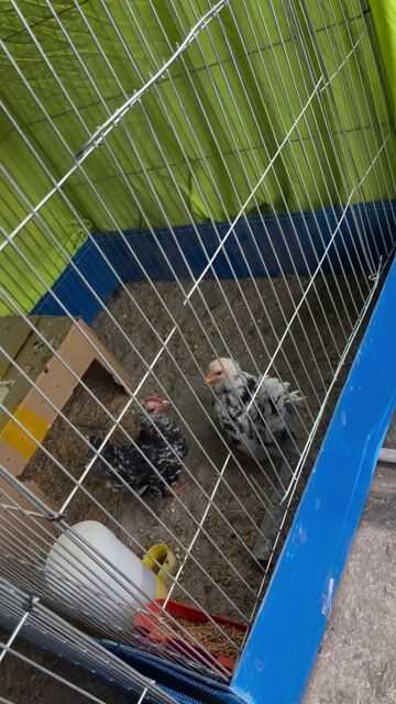 Gà tre Thái trống mái. Mua bán Gà tại Huyện Thường Tín Hà Nội được đăng bởi Nguyễn Xuân Thủy hình 1