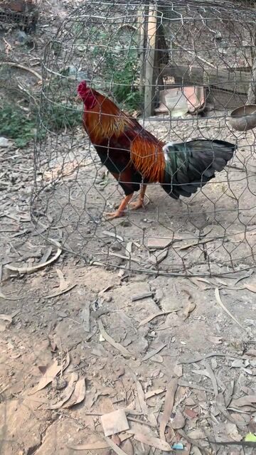 Gà Đực. Mua bán Gà tại Thị xã Tân Châu An Giang được đăng bởi Quang Tuấn hình 1