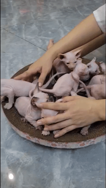 Cần bán mấy bé mèo con Sphynx cha lùn nhập. Mua bán Mèo tại Quận Bình Tân Tp Hồ Chí Minh được đăng bởi Trí Nguyễn hình 1