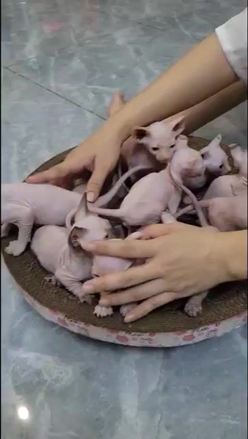 Cần bán mấy bé mèo con Sphynx cha lùn nhập. Mua bán Mèo tại Quận Bình Tân Tp Hồ Chí Minh được đăng bởi Trí Nguyễn hình 1