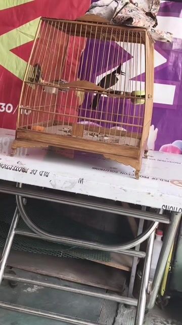 cả bộ chào mào bẩy đấu. Mua bán Chim tại Thị xã Tân Uyên Bình Dương được đăng bởi minh hùng hình 1