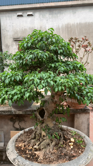 Cây cảnh Xanh Nam Điền Già chát. Mua bán Cây cảnh, đồ trang trí tại Huyện Tiên Lãng Hải Phòng được đăng bởi Lê Đức toản  hình 1