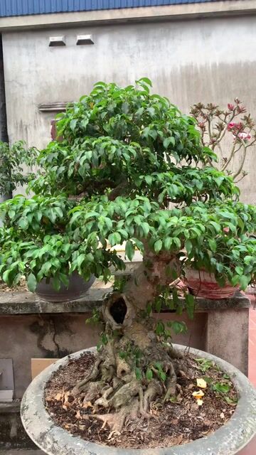 Cây cảnh Xanh Nam Điền Già chát. Mua bán Cây cảnh, đồ trang trí tại Huyện Tiên Lãng Hải Phòng được đăng bởi Lê Đức toản  hình 1