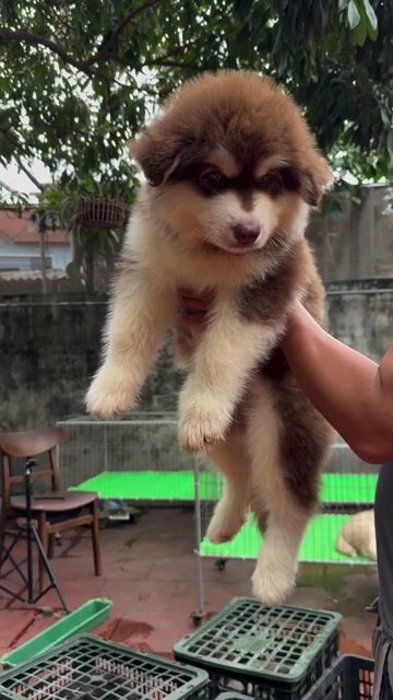 Chó Alaska Nâu đỏ Hơn 50 ngày tuổi. Mua bán Chó tại Huyện Phúc Thọ Hà Nội được đăng bởi Thanh Hoa Phan hình 1