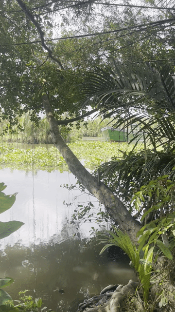 Mua bán Đất Thành phố Trà Vinh Trà Vinh diện tích 4283 m² giá 6,4 tỷ