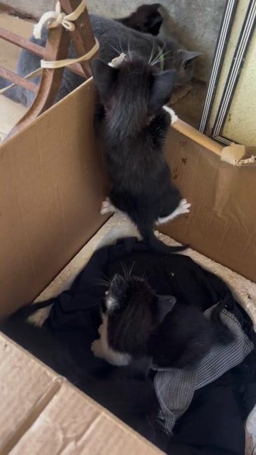 Mèo lai nhỏ đựợc 1 tháng. Mua bán Mèo tại Thành phố Buôn Ma Thuột Đắk Lắk được đăng bởi Đoàn trang hình 1