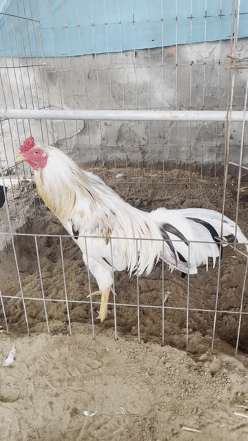 Bướm 3kg. Mua bán Gà tại Huyện Long Hồ Vĩnh Long được đăng bởi Kỳ Vậy Ta hình 1