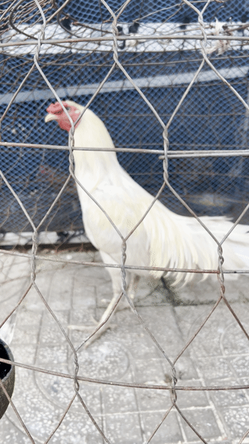 Gà tơ úa chân xanh. Mua bán Gà tại Huyện Bình Chánh Tp Hồ Chí Minh được đăng bởi Ngoc Mai hình 1