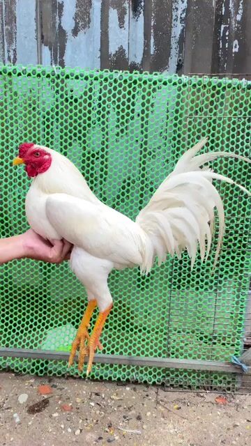 2k5..gà aisu mỹ