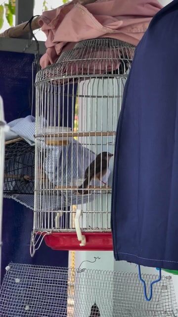 Chim sâu lác khỏe mạnh. Mua bán Chim tại Huyện Cần Giuộc Long An được đăng bởi Phong hình 1