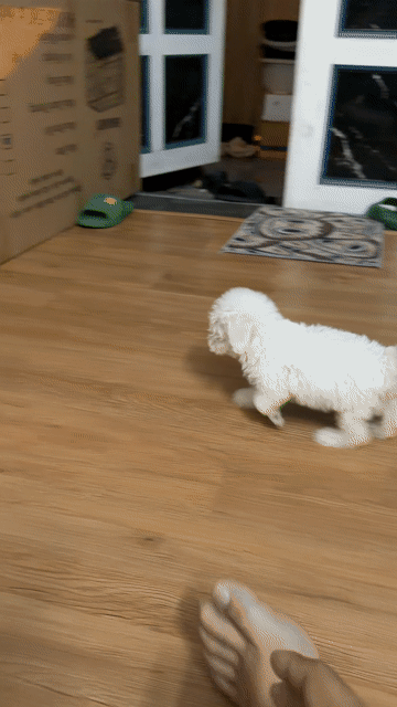 Chó Poodle Tiny Trắng. Mua bán Chó tại Quận 12 Tp Hồ Chí Minh được đăng bởi nguyễn hoà gia bảo hình 1