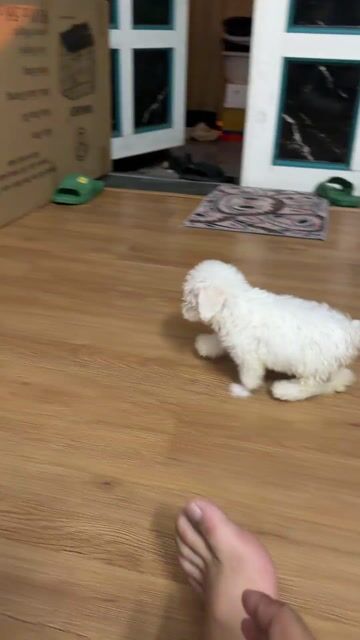 Chó Poodle Tiny Trắng. Mua bán Chó tại Quận 12 Tp Hồ Chí Minh được đăng bởi nguyễn hoà gia bảo hình 1
