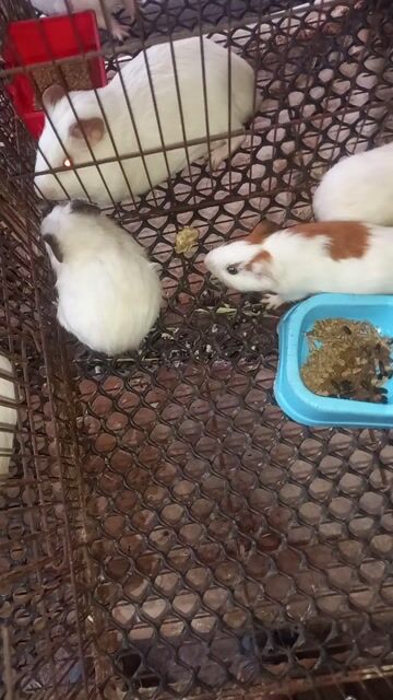 Bọ Ú. Mua bán Thú cưng khác tại Quận Bình Thạnh Tp Hồ Chí Minh được đăng bởi Thỏ Con hình 1