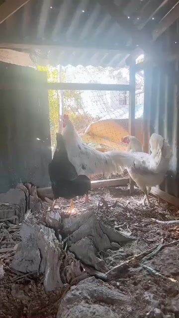 do đi làm xa cần bán gấp cho ae. Mua bán Gà tại Huyện Châu Thành Kiên Giang được đăng bởi Qui Idol hình 1