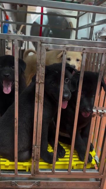 Chó nhà nhỏ đen vàng 2.5 tháng. Mua bán Chó tại Quận Hoàng Mai Hà Nội được đăng bởi Nam Nguyễn hình 1