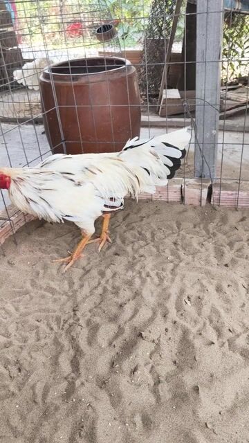 bướm lai 2kg5 lẽ lườn dài tay tốt. Mua bán Gà tại Huyện Chợ Mới An Giang được đăng bởi Thắng gà đá long xuyên hình 1