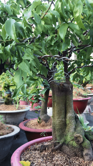 Cây cảnh Khế Nhật Bonsai. Mua bán Cây cảnh, đồ trang trí tại Huyện Chợ Lách Bến Tre được đăng bởi Loan Phạm hình 1