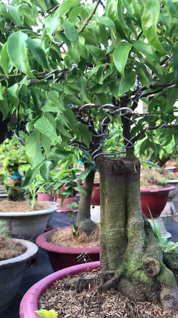 Cây cảnh Khế Nhật Bonsai. Mua bán Cây cảnh, đồ trang trí tại Huyện Chợ Lách Bến Tre được đăng bởi Loan Phạm hình 1