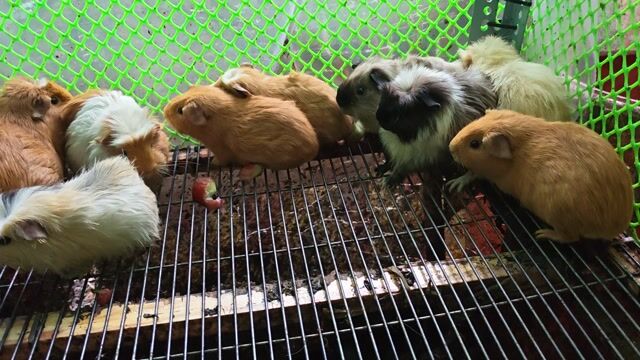 Bọ ú sale dọn chuồng. Mua bán Thú cưng khác tại Quận 12 Tp Hồ Chí Minh được đăng bởi Huỳnh Kha hình 1