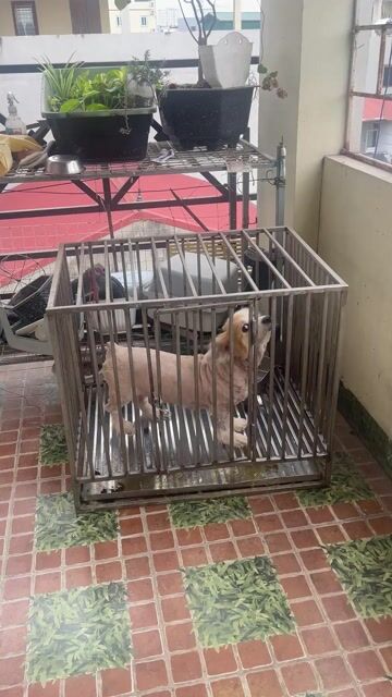 corgi cái lông dài fomto. Mua bán Chó tại Quận Nam Từ Liêm Hà Nội được đăng bởi bé sún hình 1