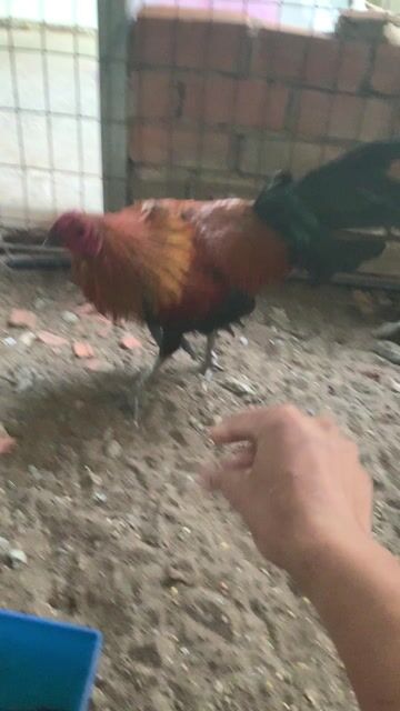 Gà chọi Cuban Zin. Mua bán Gà tại Huyện Nhà Bè Tp Hồ Chí Minh được đăng bởi Cao tai hình 1