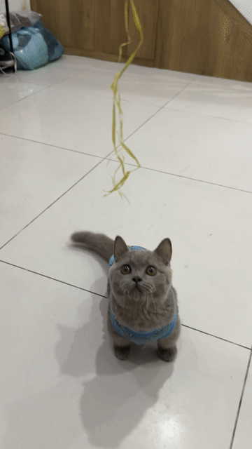 Mèo Anh lông ngắn Lilac cả hai. Mua bán Mèo tại Quận 7 Tp Hồ Chí Minh được đăng bởi Leo Trần hình 1