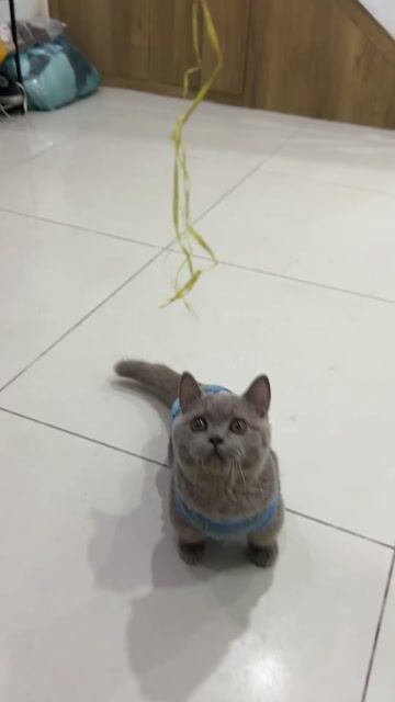 Mèo Anh lông ngắn Lilac cả hai. Mua bán Mèo tại Quận 7 Tp Hồ Chí Minh được đăng bởi Leo Trần hình 1