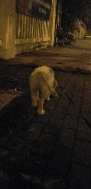 Chó Golden Retriever đực đã tiêm 3 mũi. Mua bán Chó tại Thành phố Thủ Đức Tp Hồ Chí Minh được đăng bởi Trang Tran hình 1