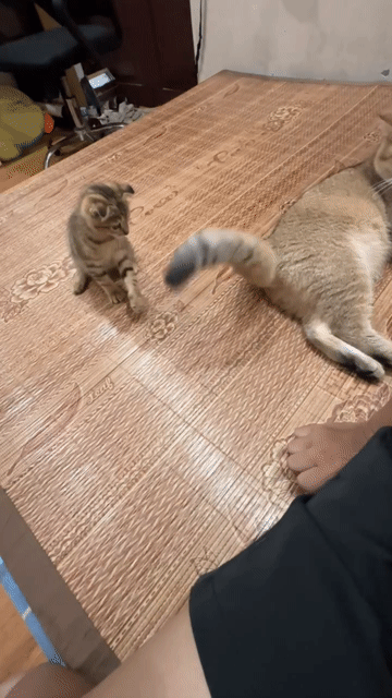 Mèo Tabby tai cụp cái 3 tháng. Mua bán Mèo tại Quận Đống Đa Hà Nội được đăng bởi Nguyễn Như Phương hình 1