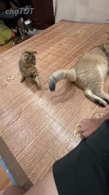 Mèo Tabby tai cụp cái 3 tháng. Mua bán Mèo tại Quận Đống Đa Hà Nội được đăng bởi Nguyễn Như Phương hình 1