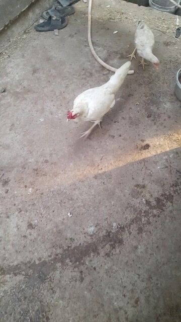 Gà Trắng Mái. Mua bán Gà tại Huyện Châu Phú An Giang được đăng bởi Linh hình 1