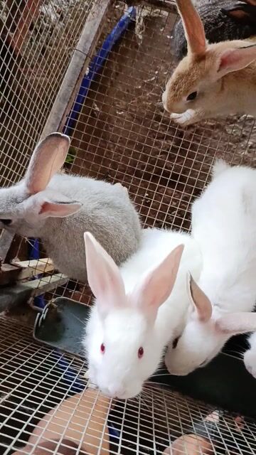 Thỏ con - Thỏ giống. Mua bán Thú cưng khác tại Quận Ngũ Hành Sơn Đà Nẵng được đăng bởi Trang hình 1