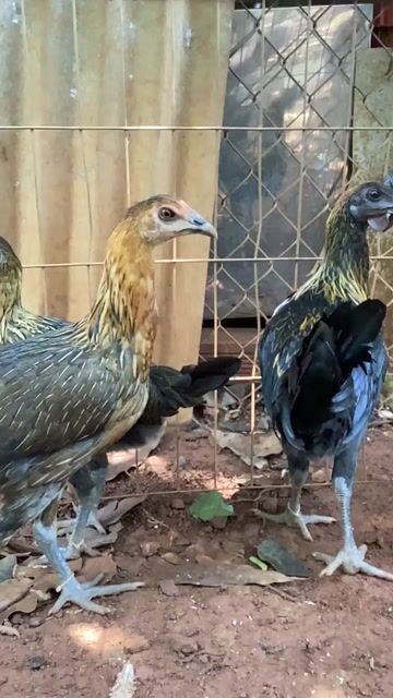 Gà Peru cả hai 3 con. Mua bán Gà tại Huyện Định Quán Đồng Nai được đăng bởi Ba Duy hình 1