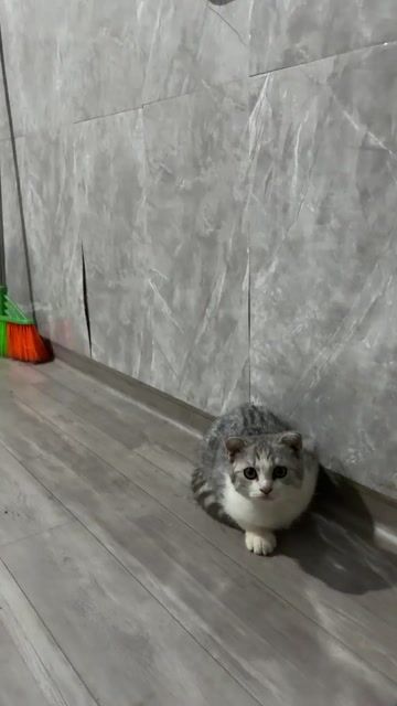 Mèo Anh lông ngắn đực 2 tháng. Mua bán Mèo tại Thị xã Tân Uyên Bình Dương được đăng bởi Dat Nguyen hình 1