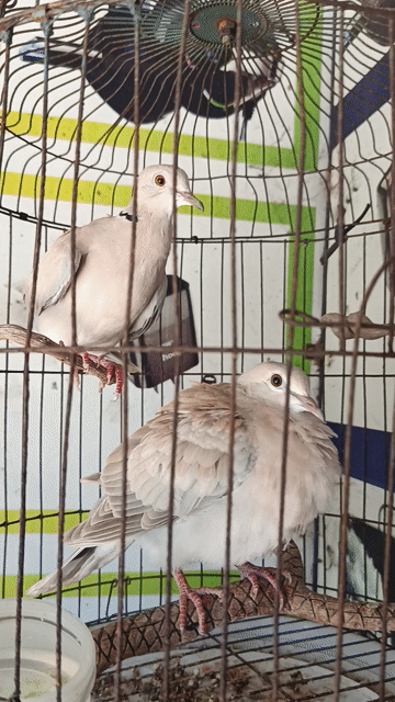 Chim Cu pháp trống Khỏe mạnh Dạn người. Mua bán Chim tại Thị xã Tân Uyên Bình Dương được đăng bởi Lê Trường PC hình 1