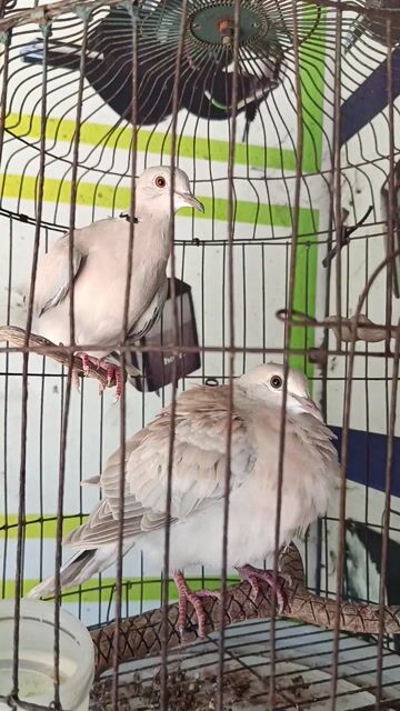 Chim Cu pháp trống Khỏe mạnh Dạn người. Mua bán Chim tại Thị xã Tân Uyên Bình Dương được đăng bởi Lê Trường PC hình 1