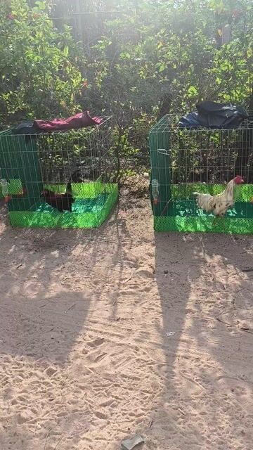 3 Em Gà Giá Mềm Sinh Viên. Mua bán Gà tại Huyện Củ Chi Tp Hồ Chí Minh được đăng bởi Thành Tú hình 1