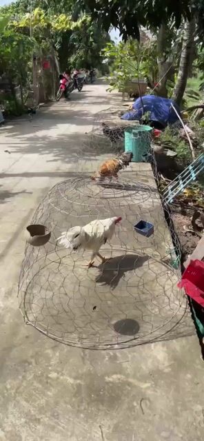 Gà tơ trống 2.7kg Trắng, Nâu vàng. Mua bán Gà tại Huyện Thanh Bình Đồng Tháp được đăng bởi Phạm Thế Trân hình 1