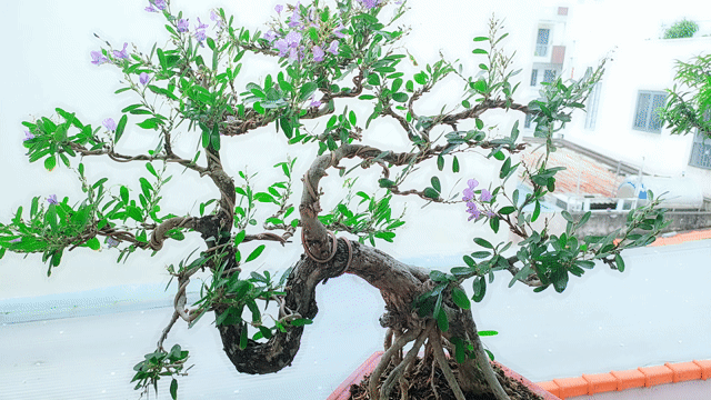 Bonsai Linh sam Siêu bông đang ra hoa. Mua bán Cây cảnh, đồ trang trí tại Quận Gò Vấp Tp Hồ Chí Minh được đăng bởi Bình Minh hình 1