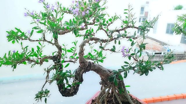 Bonsai Linh sam Siêu bông đang ra hoa. Mua bán Cây cảnh, đồ trang trí tại Quận Gò Vấp Tp Hồ Chí Minh được đăng bởi Bình Minh hình 1