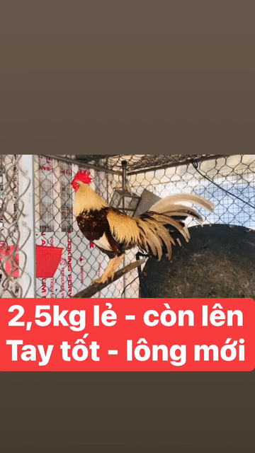 Mới vô chế độ -Anh em có chơi liên hệ mình. Mua bán Gà tại Thành phố Rạch Giá Kiên Giang được đăng bởi Đức Bảo Trần hình 1